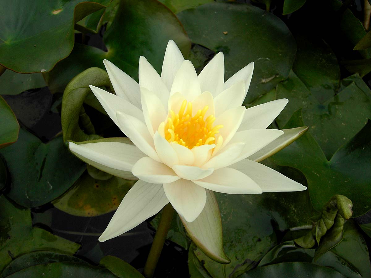 NYMPHAEA `WALTER PAGELS`
