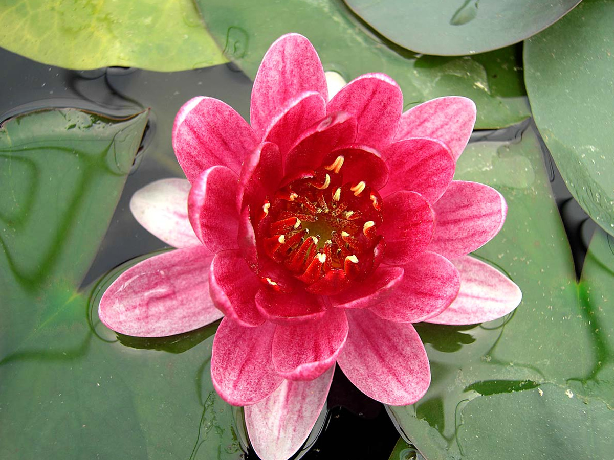 NYMPHAEA 'P.BABY RED`