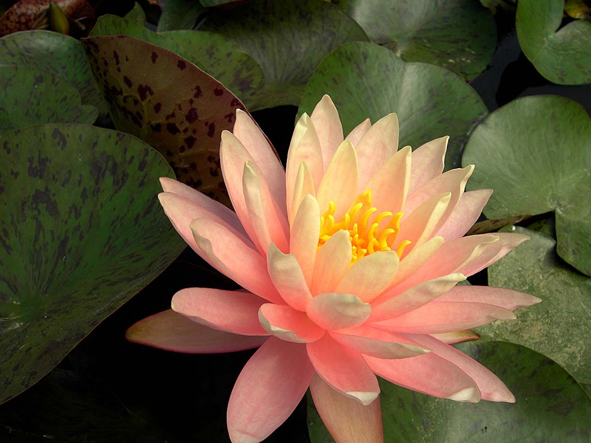NYMPHAEA `SUNNY PINK`